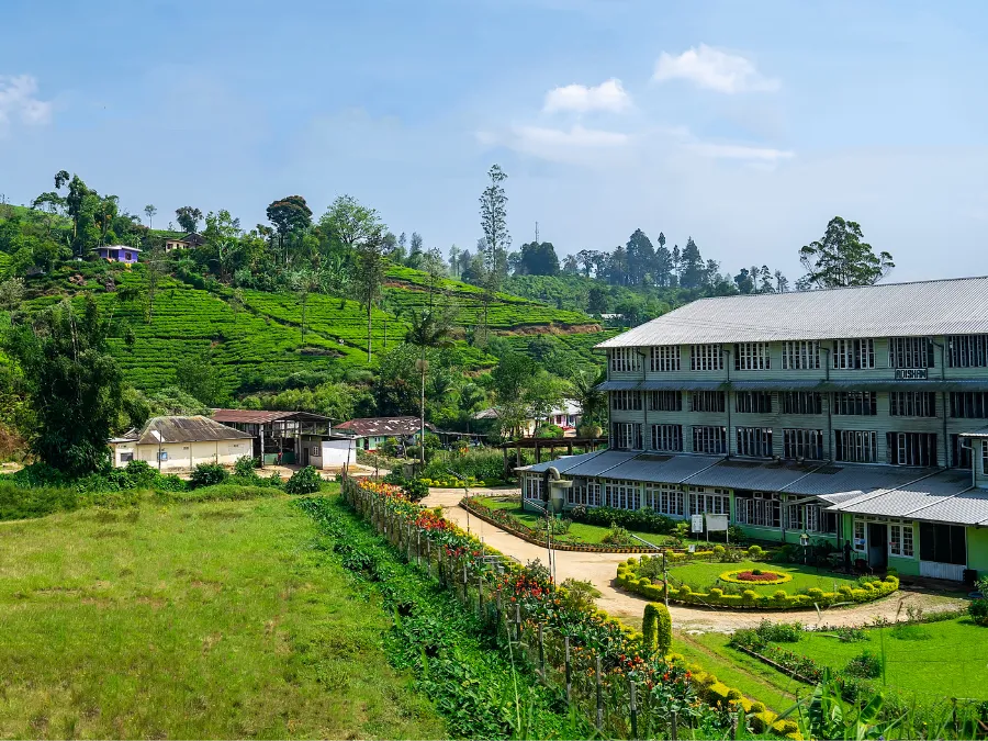 Tea Plantation in Nuwara Eliya